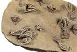 Plate of Eleven Alien-Looking Jimbacrinus Crinoids - Australia #188634-8